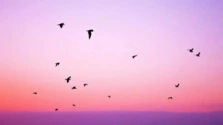 粉色,浪漫的少女心,高清图片,电脑桌面-壁纸族