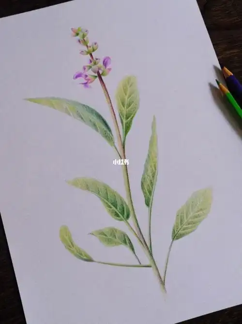 是唇形科,鼠尾草属一年生草本植物.#画画  #手绘  #植物