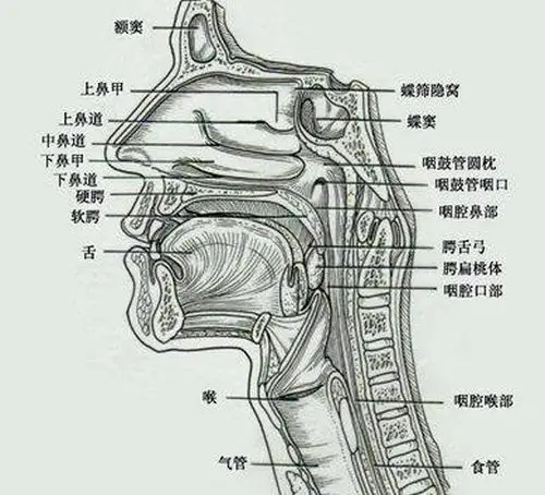 京剧演唱要规范口腔动作