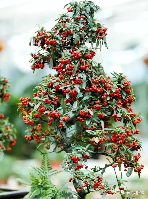 救兵粮——火棘 - 知乎