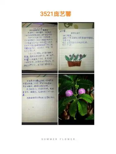 《我的植物朋友》 三5班习作展