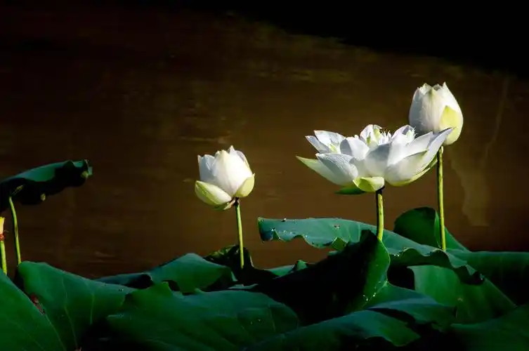 出泥不染 淡雅静美(荷花系列之一)