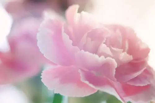 温馨粉色康乃馨,图片大全,高清,图库-回车桌面