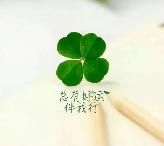 简约四叶草望赞79