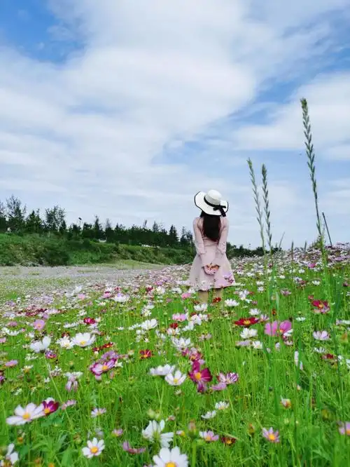 成都远处青山峦如黛近处格桑花似海