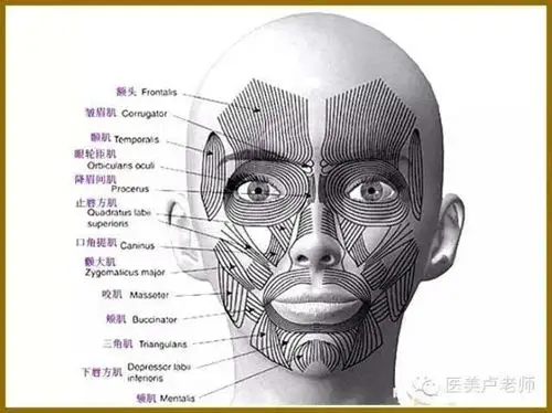 整形解剖实操是根据面部各组织结构退化重新修复,治疗,改变衰老现状