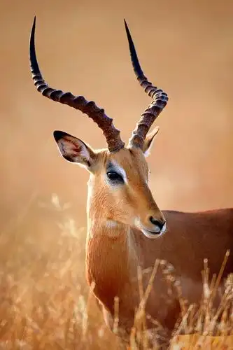 发现羚羊真的很帅!