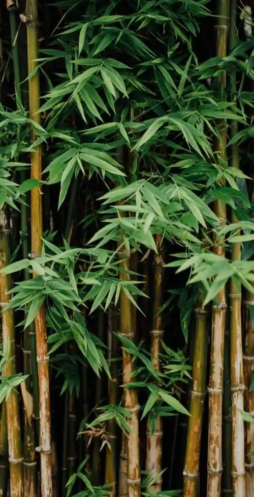 全面屏壁纸高清春天绿色唯美小清新壁纸