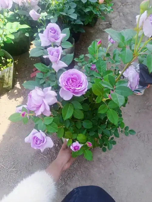 蓝色风暴大苗带花苞浓香45米原土原盆