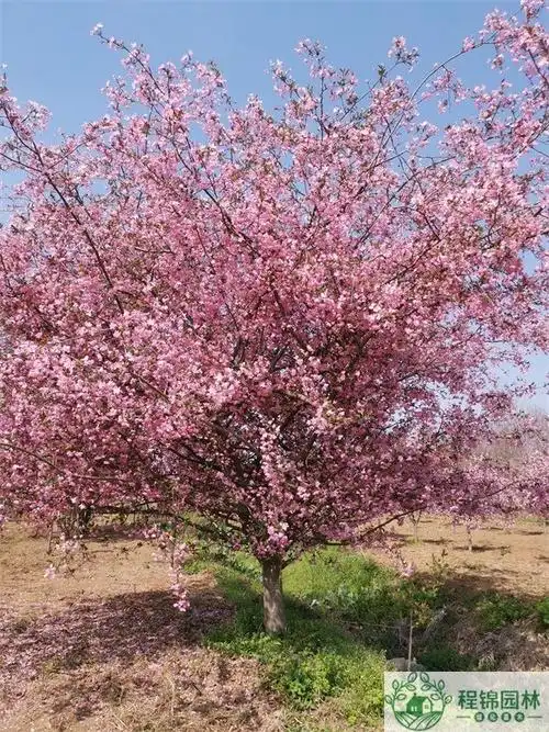 海棠树品种介绍图文_海棠树价格行情