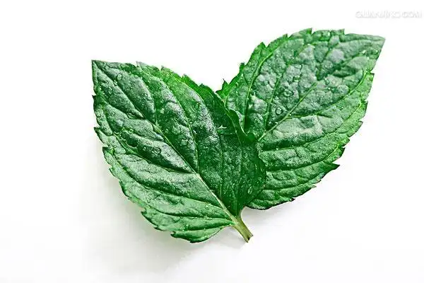 薄荷