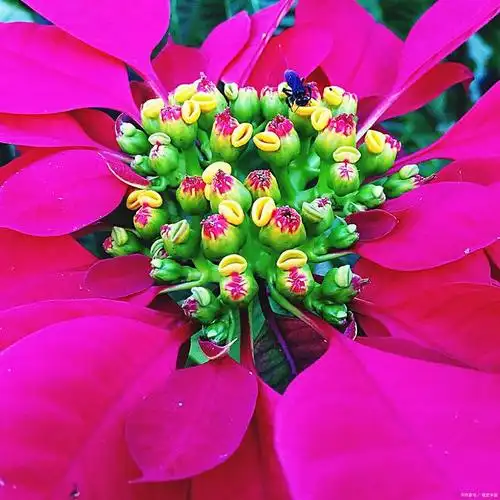 如意花:寓意吉祥的美丽之花