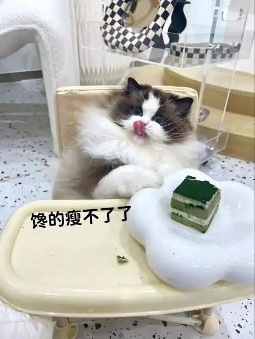 毛毛球子的表情包