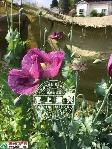 南部建兴一村民私自种植罂粟壳鸦片烟果被民警全部铲除