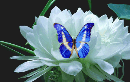 430_272gif 动态图 动图