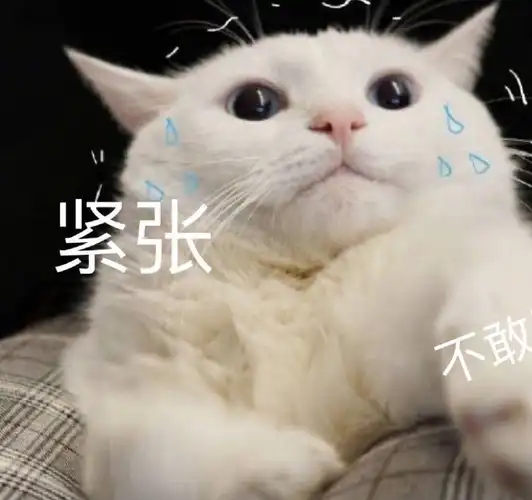 表情包:超可爱的萌宠猫咪动态静态表情包_时候_种类