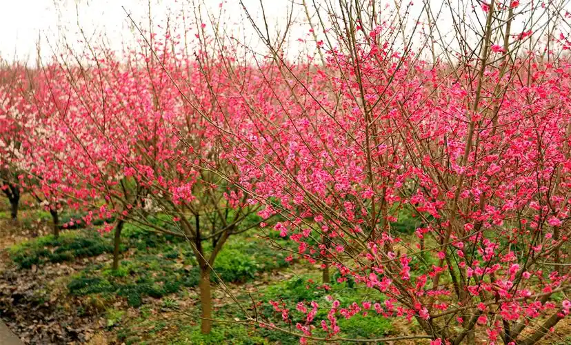 第二届青龙村红梅文化节今日"火红"开幕!