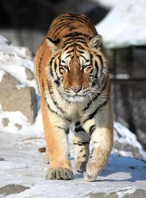 它外貌威武帅气,性格很高傲,慢慢地大家都认识它了.