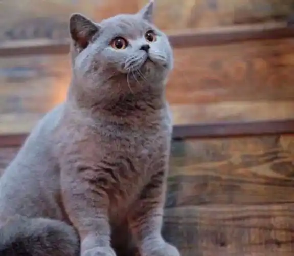 英短和美短,两种猫比较,谁的性格更好!_猫咪_区别_蓝猫