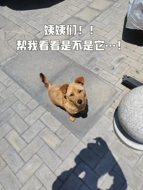 它是之前冬天我喂过的那只轮胎小奶狗