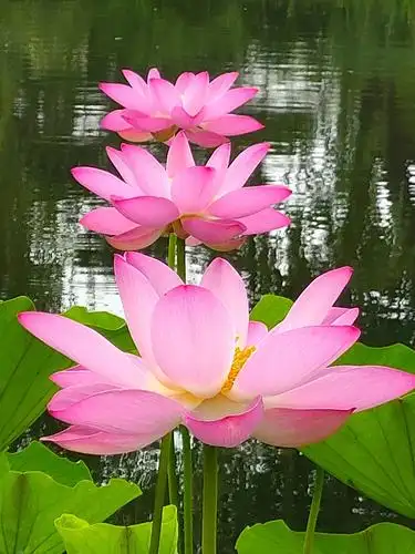 美丽吉祥莲花祝你吉祥快乐!