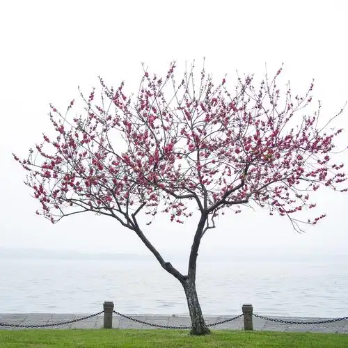 粉色,桃花,花,树,湖,漂亮,西湖,杭州,城市