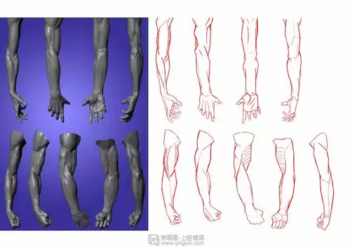 rh2076小白写生手臂人体体块手臂肌肉的练习