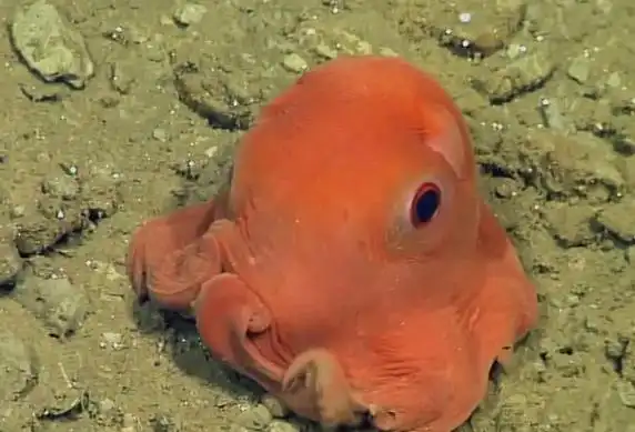 海洋生物十大可爱生物海洋之舟排第二第七名为萌萌哒
