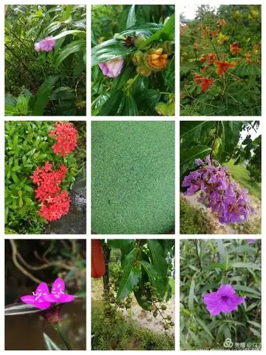 野牡丹,龙船花(在这里看到了标签上的花名),大紫薇