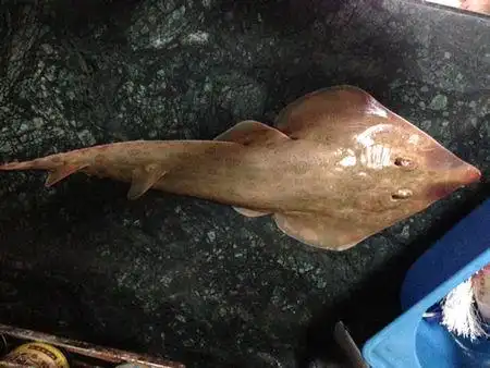 头三角形,扁扁的,这个叫什么鱼阿!请问该怎么吃!