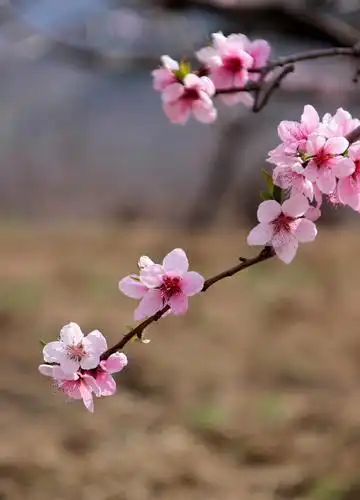 又到桃花盛开时