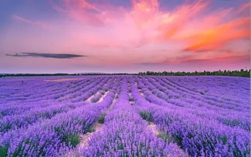 不用去北海道!国内就有超美的夏日花海