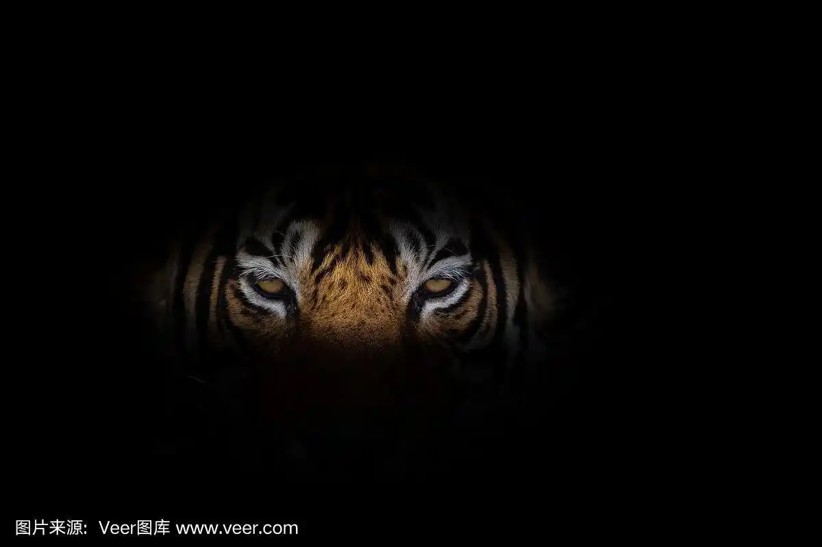 老虎的脸在黑色的背景