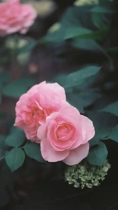 复古色调唯美花卉,高清图片,手机锁屏桌面-壁纸族