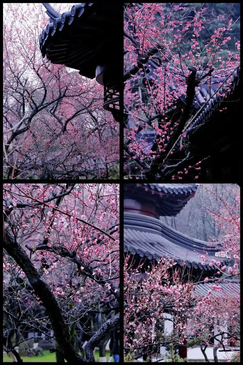 南京雨花台梅岗梅花94古色古香意境美.2-3月份是南京踏春寻 - 抖音