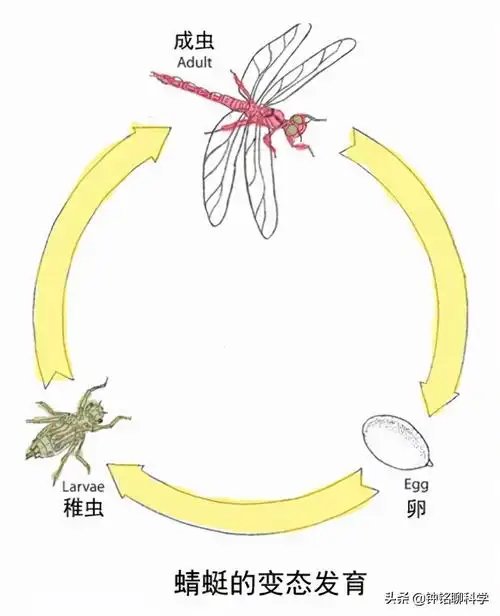 小时候农村常见的蜻蜓蜻蜓小时候是什么样的