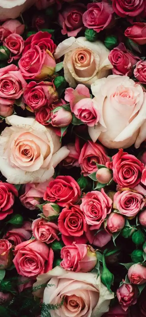 许多粉红色的玫瑰,鲜花背景 iphone 壁纸