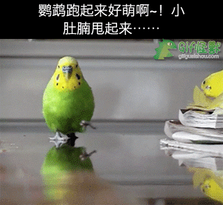 gif怪兽 鹦鹉跑起来好萌啊~!小肚腩甩起来