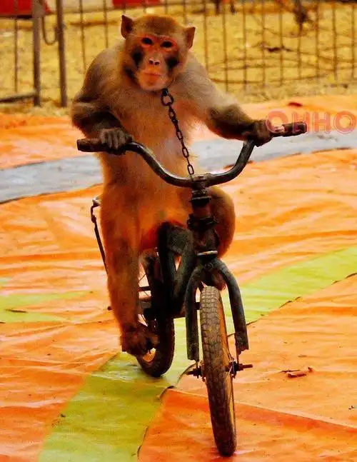 马戏动物表演巴中马戏团表演出租