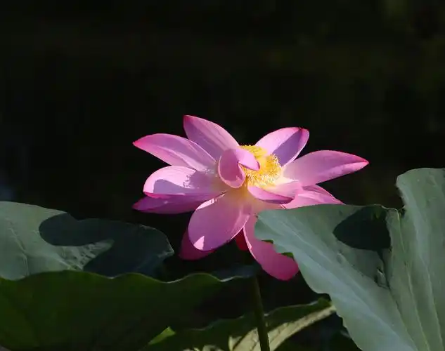 诗意荷花唯美了夏季