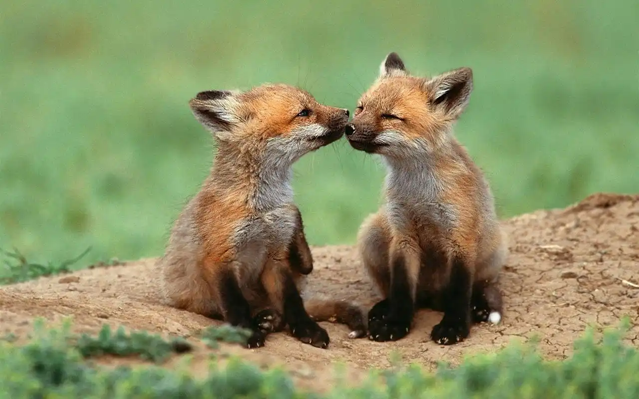 超萌可爱动物高清电脑桌面主题壁纸下载