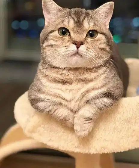 这只小短腿每次跟主人要吃的时,都用这动作,萌死人了.