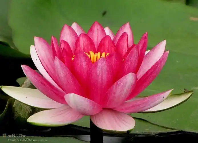 莲花在佛教中的寓意莲花在佛教中的寓意和象征意义