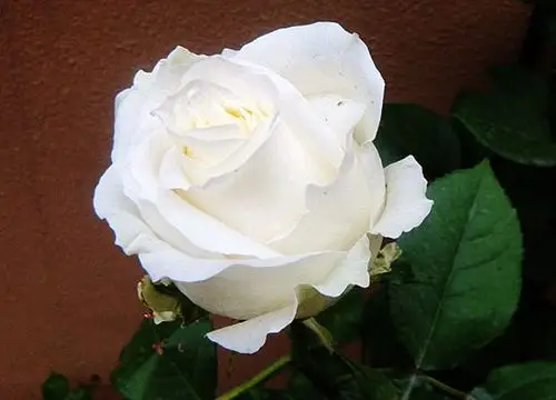 洁白似雪白色月季花