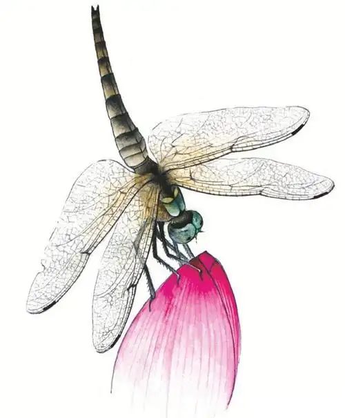 工笔蜻蜓的画法