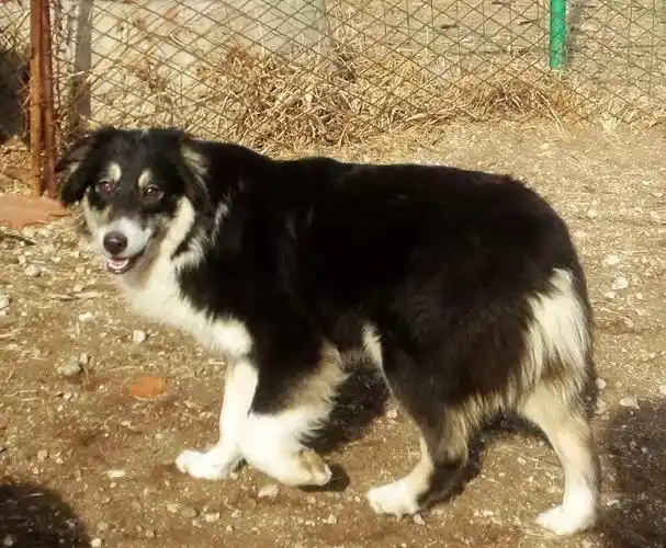 黑三澳牧种母蝙蝠