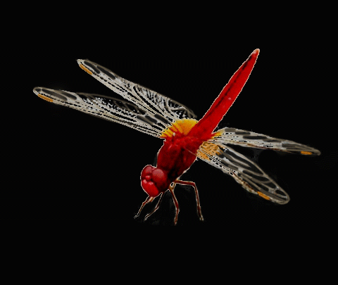 摄影 动态植物 风景 花朵 闪图闪字 .