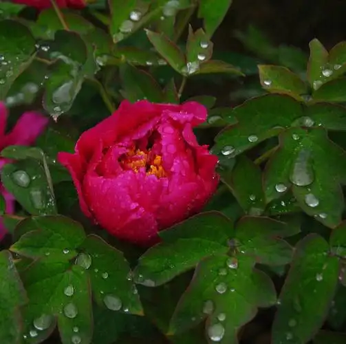 ((雨中牡丹))2o19年4月12日拍摄于西安市兴庆公园文中古诗一摘录