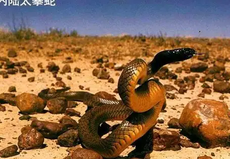 动物 蛇 480_332
