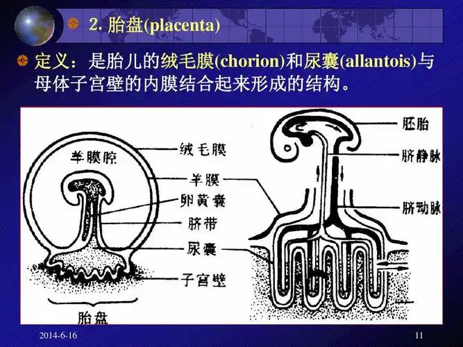 无忧文档 所有分类 自然科学 生物学 哺乳类(教案)ppt ⒉ 胎盘
